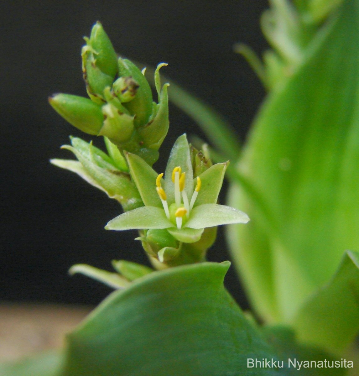 Chlorophytum heynei Baker